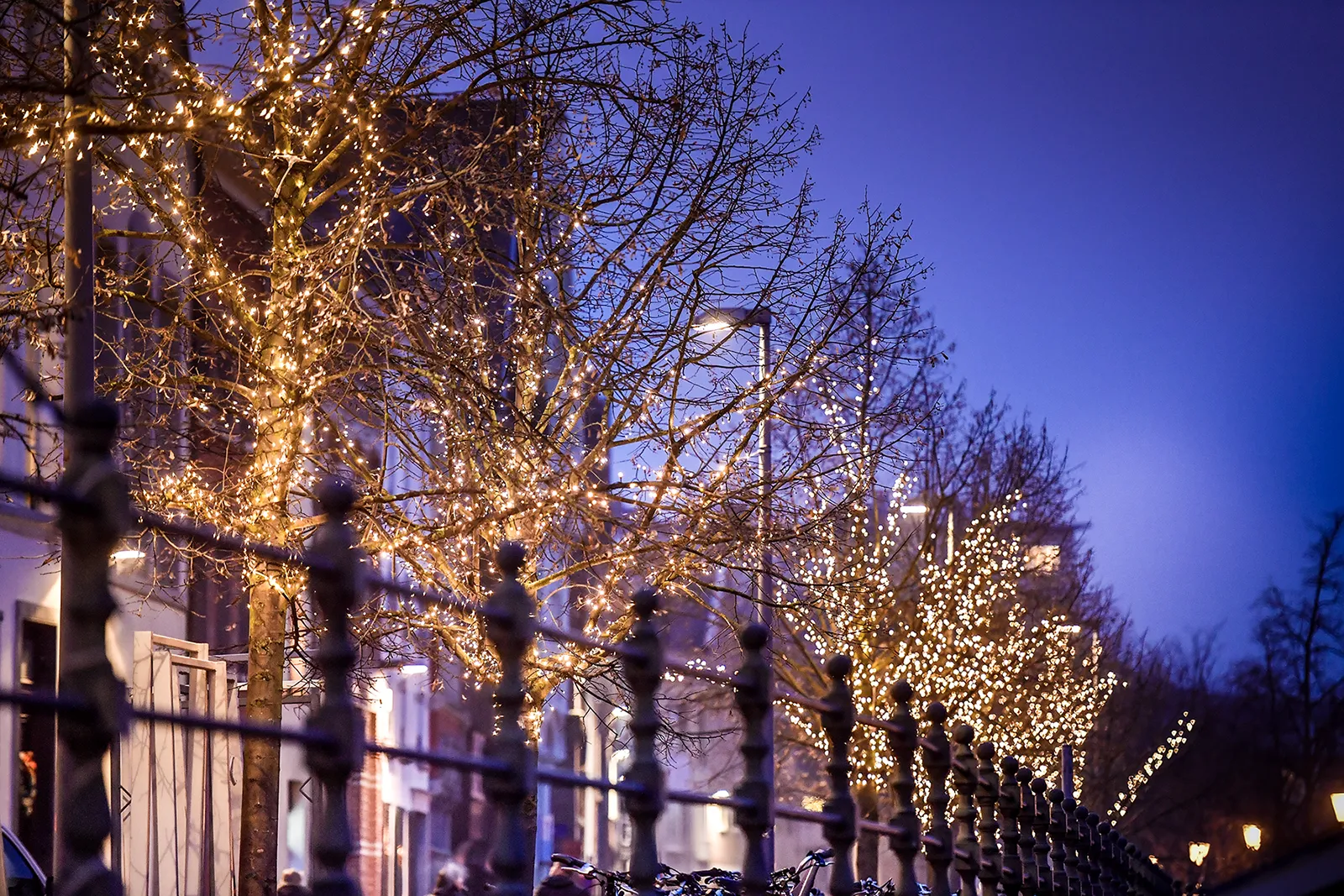 professionelle baumbeleuchtung